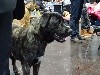  - WORLD DOG SHOW 2017 LIEPZIG 