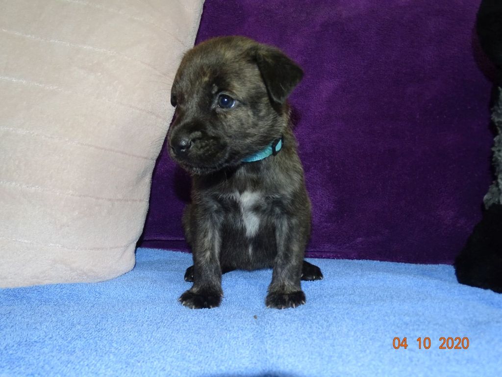 Bakugun heart's - Naissance chiot angra  diablo