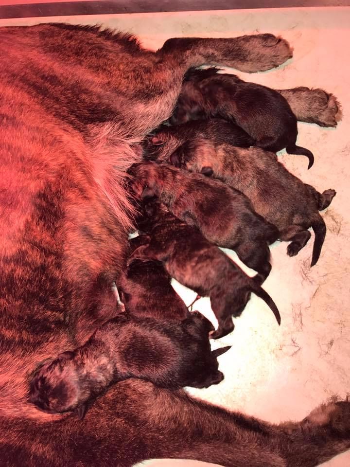 Bakugun heart's - Naissance des chiots de Dolce et Ch Alta