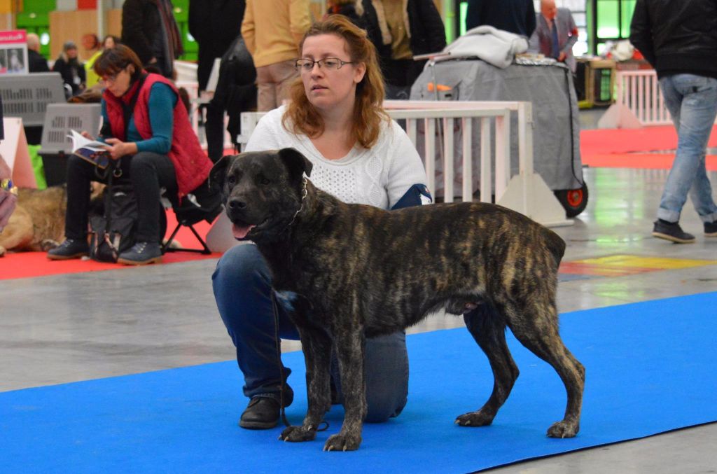 Bakugun heart's - Paris Dog Show Janvier 2017
