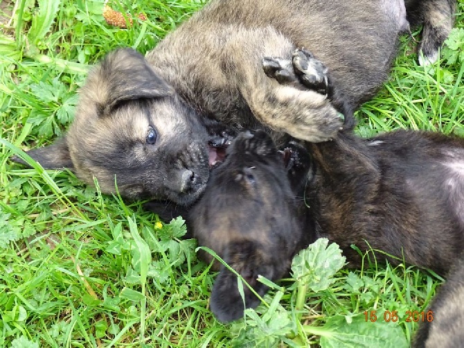 Bakugun heart's - Chiots Fila