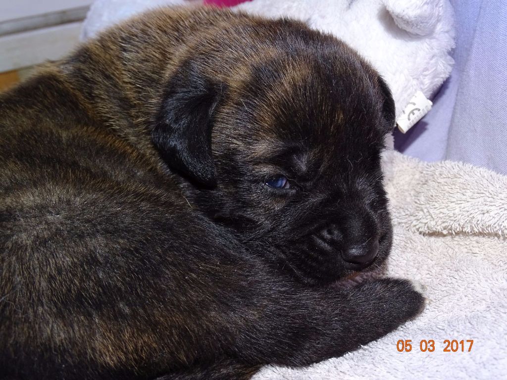 Bakugun heart's - Naissance chiot de Nala et de Jack