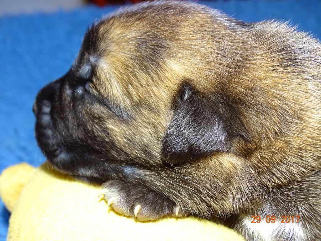 Bakugun heart's - Naissance des Chiots de Nala et Alta