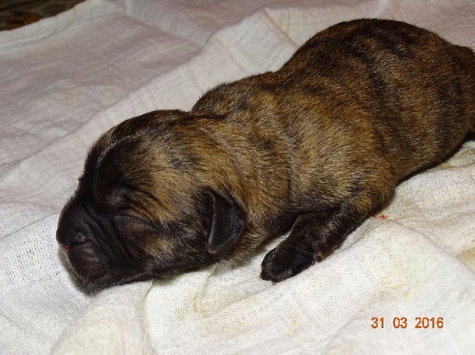 Bakugun heart's - Naissance des chiots de Chica et de Jack