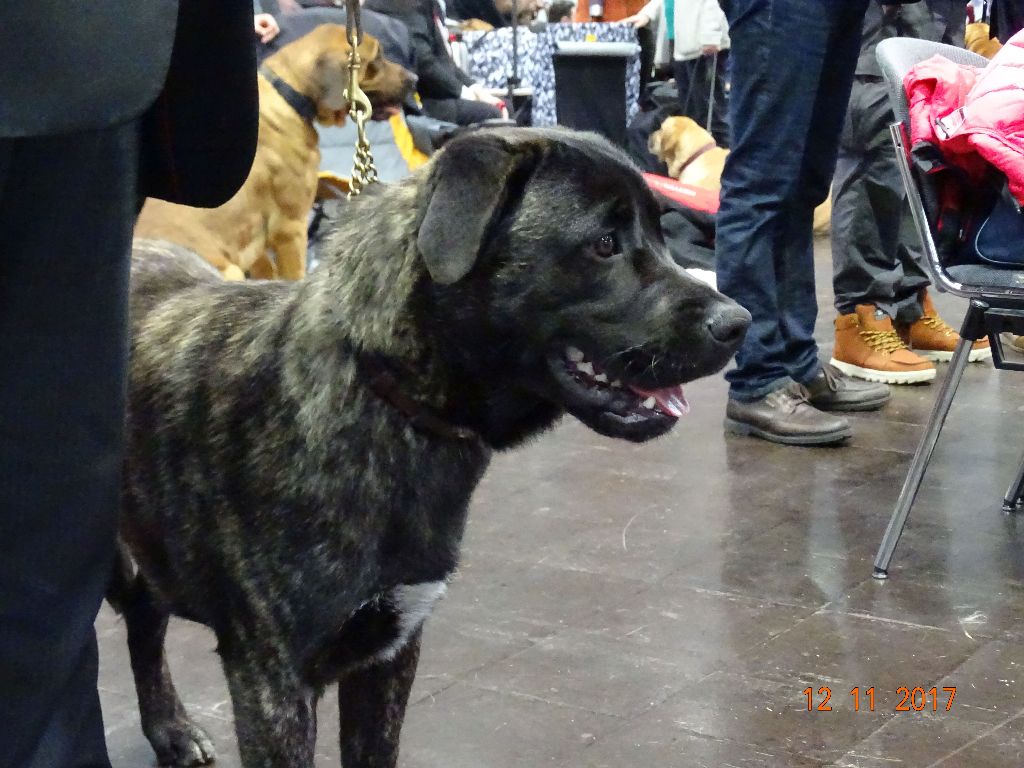Bakugun heart's - WORLD DOG SHOW 2017 LIEPZIG